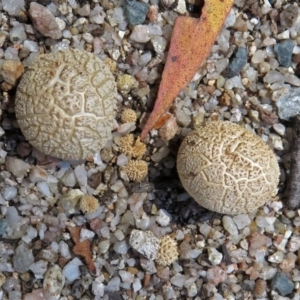 zz puffball at Paddys River, ACT - 3 Dec 2018