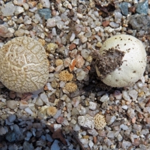 zz puffball at Paddys River, ACT - 3 Dec 2018