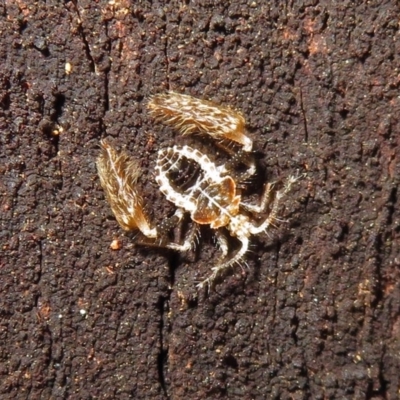 Ptilocnemus sp. (genus) (A feathered-leg assassin bug) at Tidbinbilla Nature Reserve - 3 Dec 2018 by RodDeb