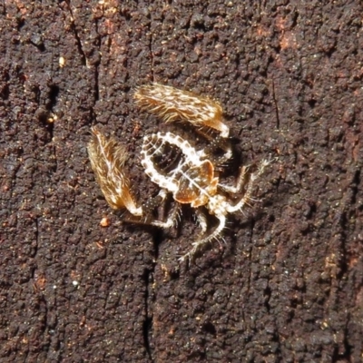 Ptilocnemus sp. (genus) (A feathered-leg assassin bug) at Paddys River, ACT - 3 Dec 2018 by RodDeb