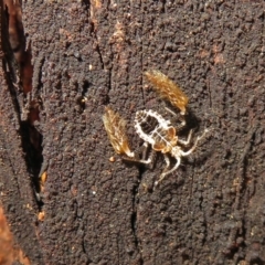 Ptilocnemus sp. (genus) at Paddys River, ACT - 3 Dec 2018 11:26 AM