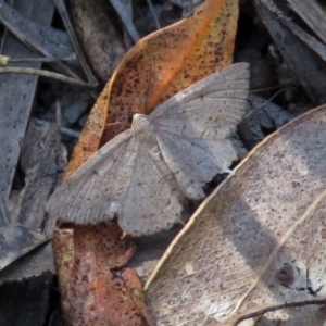 Scopula (genus) at Paddys River, ACT - 3 Dec 2018 11:31 AM