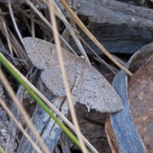 Scopula (genus) at Paddys River, ACT - 3 Dec 2018 11:31 AM