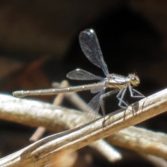 Austroargiolestes calcaris (Powdered Flatwing) at Paddys River, ACT - 3 Dec 2018 by RodDeb