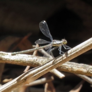 Austroargiolestes calcaris at Paddys River, ACT - 3 Dec 2018