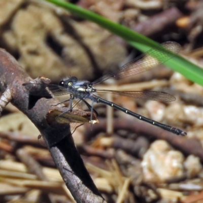 Austroargiolestes calcaris (Powdered Flatwing) at Tidbinbilla Nature Reserve - 3 Dec 2018 by RodDeb