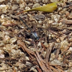 Austroargiolestes calcaris at Paddys River, ACT - 3 Dec 2018 01:15 PM