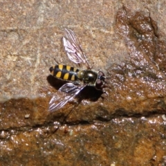 Melangyna viridiceps (Hover fly) at Tidbinbilla Nature Reserve - 3 Dec 2018 by RodDeb