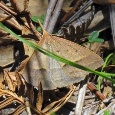 Epidesmia hypenaria (Long-nosed Epidesmia) at Paddys River, ACT - 3 Dec 2018 by RodDeb