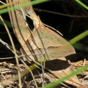 Epidesmia hypenaria at Paddys River, ACT - 3 Dec 2018 01:32 PM