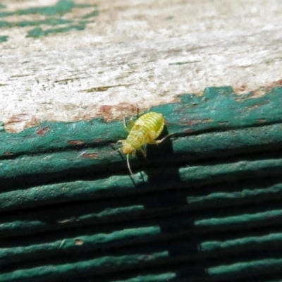 Miridae (family) (Unidentified plant bug) at Tidbinbilla Nature Reserve - 3 Dec 2018 by RodDeb