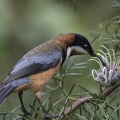 Acanthorhynchus tenuirostris (Eastern Spinebill) at Acton, ACT - 5 Nov 2018 by AlisonMilton