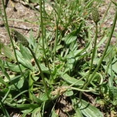 Plantago lanceolata (Ribwort Plantain, Lamb's Tongues) at Canberra, ACT - 1 Dec 2018 by JanetRussell