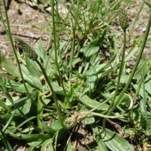 Plantago lanceolata at Canberra, ACT - 1 Dec 2018 11:40 AM