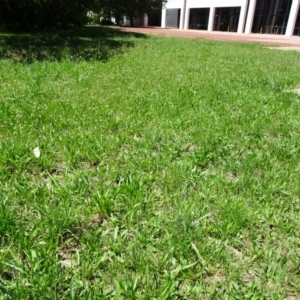 Plantago lanceolata at Canberra, ACT - 1 Dec 2018 11:40 AM