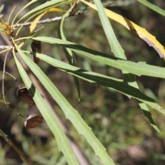 Lomatia myricoides (River Lomatia) at Forbes Creek, NSW - 2 Dec 2018 by MaartjeSevenster