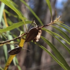 Lomatia myricoides at Forbes Creek, NSW - 2 Dec 2018