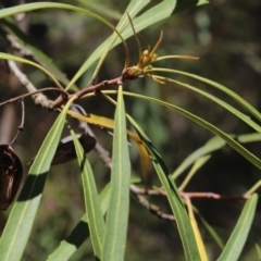 Lomatia myricoides at Forbes Creek, NSW - 2 Dec 2018