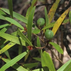 Persoonia silvatica at Forbes Creek, NSW - 2 Dec 2018 11:55 AM