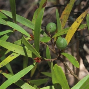 Persoonia silvatica at Forbes Creek, NSW - 2 Dec 2018