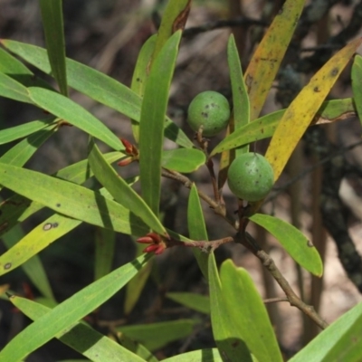 Persoonia silvatica (Forest Geebung) at Forbes Creek, NSW - 2 Dec 2018 by MaartjeSevenster