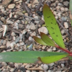 Persoonia silvatica at Forbes Creek, NSW - 2 Dec 2018 11:55 AM