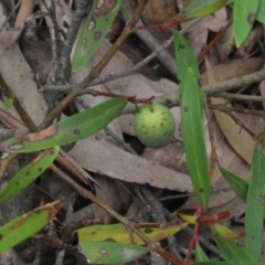 Persoonia silvatica at Forbes Creek, NSW - 2 Dec 2018