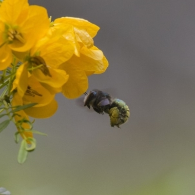 Xylocopa (Lestis) aerata (Golden-Green Carpenter Bee) at ANBG - 5 Nov 2018 by Alison Milton