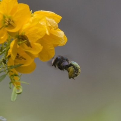 Xylocopa (Lestis) aerata (Golden-Green Carpenter Bee) at Acton, ACT - 5 Nov 2018 by Alison Milton