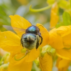 Xylocopa (Lestis) aerata at Acton, ACT - 5 Nov 2018