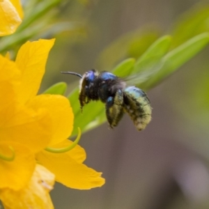 Xylocopa (Lestis) aerata at Acton, ACT - 5 Nov 2018