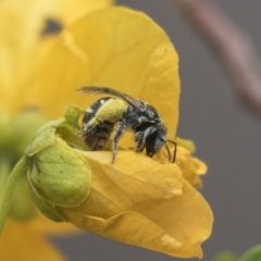 Lasioglossum (Chilalictus) sp. (genus & subgenus) (Halictid bee) at Acton, ACT - 5 Nov 2018 by Alison Milton