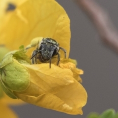 Lasioglossum (Chilalictus) sp. (genus & subgenus) at Acton, ACT - 5 Nov 2018