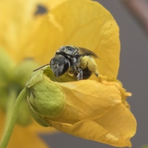 Lasioglossum (Chilalictus) sp. (genus & subgenus) at Acton, ACT - 5 Nov 2018