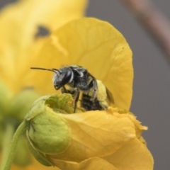 Lasioglossum (Chilalictus) sp. (genus & subgenus) at Acton, ACT - 5 Nov 2018