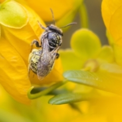 Lasioglossum (Chilalictus) sp. (genus & subgenus) at Acton, ACT - 5 Nov 2018