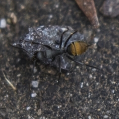 Camponotus aeneopilosus (A Golden-tailed sugar ant) at ANBG - 5 Nov 2018 by Alison Milton