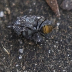 Camponotus aeneopilosus (A Golden-tailed sugar ant) at Acton, ACT - 5 Nov 2018 by AlisonMilton