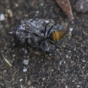 Camponotus aeneopilosus at Acton, ACT - 5 Nov 2018 12:08 PM