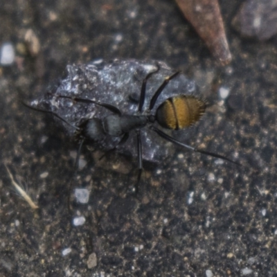 Camponotus aeneopilosus (A Golden-tailed sugar ant) at ANBG - 5 Nov 2018 by Alison Milton