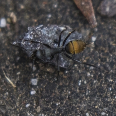 Camponotus aeneopilosus (A Golden-tailed sugar ant) at Acton, ACT - 5 Nov 2018 by Alison Milton