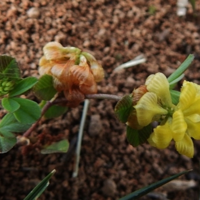 Trifolium campestre (Hop Clover) at Red Hill Nature Reserve - 4 Dec 2018 by JohnBundock