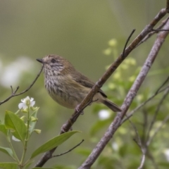 Acanthiza lineata (Striated Thornbill) at Hackett, ACT - 5 Nov 2018 by AlisonMilton