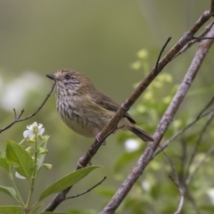 Acanthiza lineata (Striated Thornbill) at Hackett, ACT - 5 Nov 2018 by Alison Milton