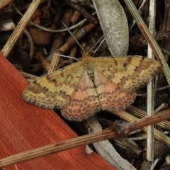 Scopula rubraria (Reddish Wave, Plantain Moth) at Red Hill Nature Reserve - 4 Dec 2018 by JohnBundock