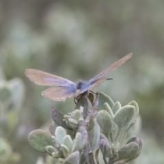 Theclinesthes serpentata (Saltbush Blue) at Acton, ACT - 5 Nov 2018 by AlisonMilton