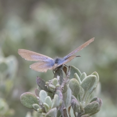 Theclinesthes serpentata (Saltbush Blue) at ANBG - 5 Nov 2018 by Alison Milton