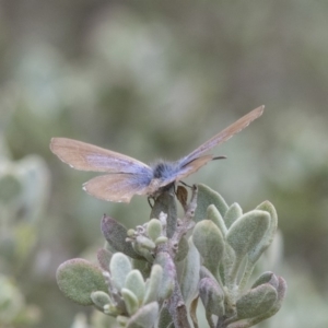 Theclinesthes serpentata at Acton, ACT - 5 Nov 2018