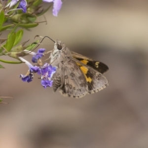 Trapezites phigalioides at Acton, ACT - 5 Nov 2018