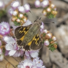 Trapezites phigalioides at Acton, ACT - 5 Nov 2018